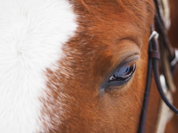 Horse eye — Stock Photo, Image