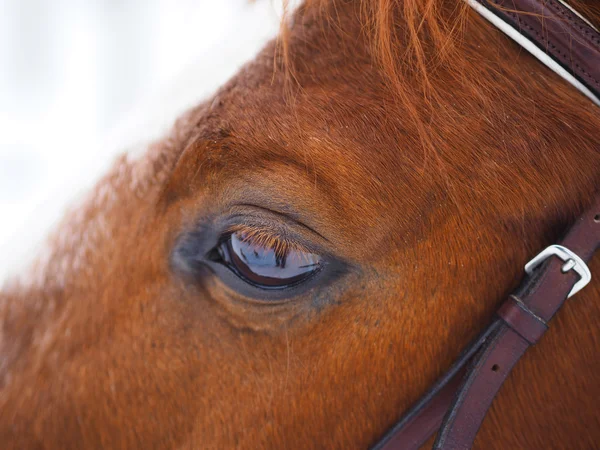 Horse eye — Stock Photo, Image