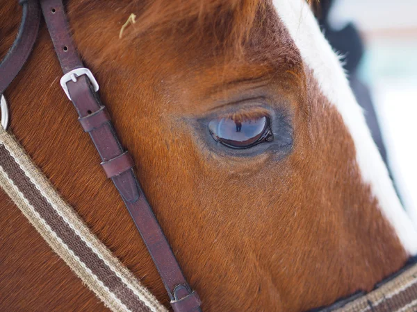Horse eye — Stock Photo, Image