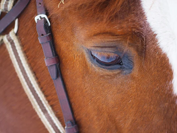 Horse eye — Stock Photo, Image