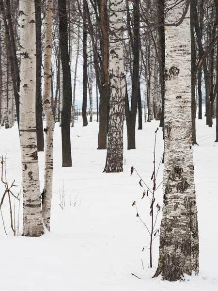 Birch forest in winter