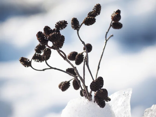 雪の中でアルダー小枝の花束 — ストック写真