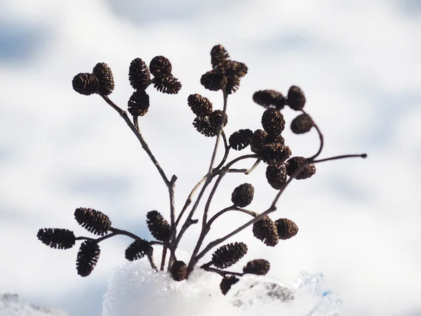 Букет ольховых веток в снегу — стоковое фото