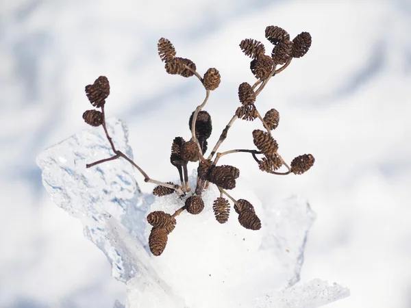 Buquê de galhos de amieiro na neve — Fotografia de Stock