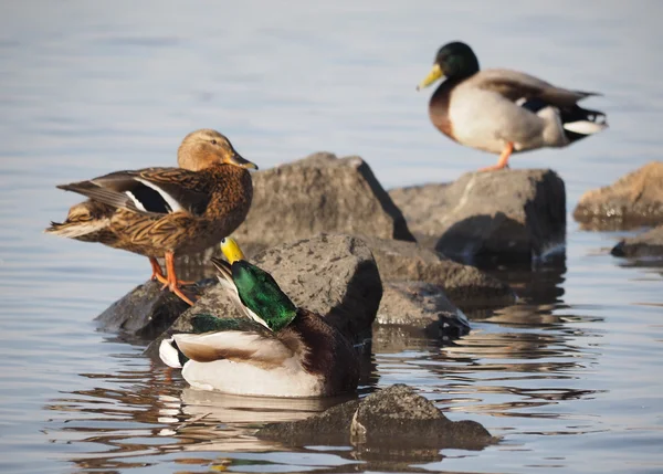 Pato no lago — Fotografia de Stock