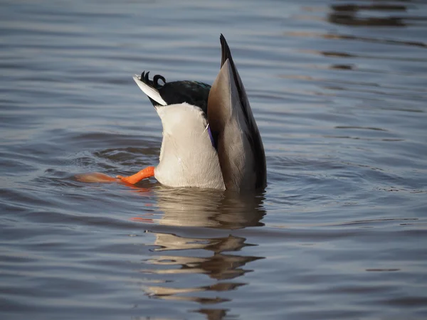 Canard sur le lac — Photo