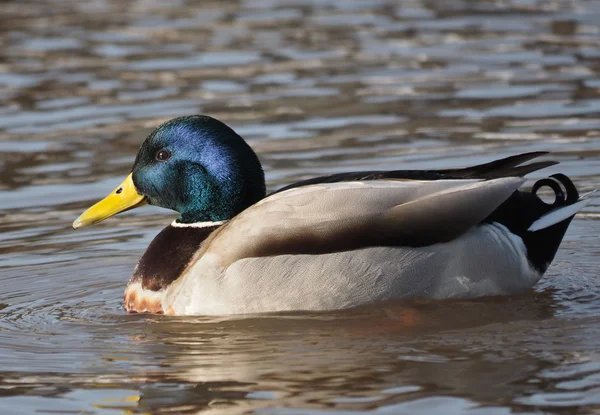 Canard sur le lac — Photo