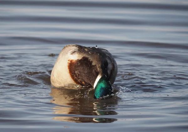 Pato no lago — Fotografia de Stock