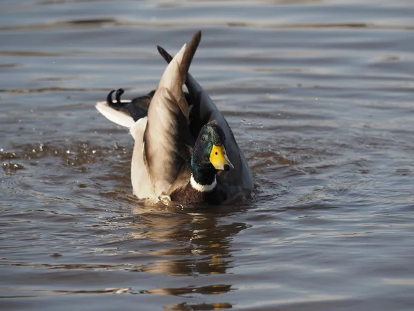 Pato nada en el lago — Foto de Stock