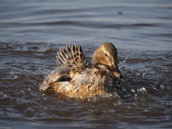 Duck swims in the lake — Stock Photo, Image