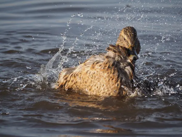 Pato nada no lago — Fotografia de Stock