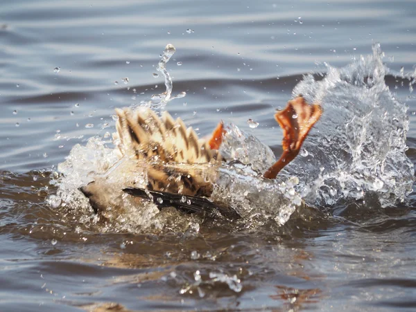 Pato nada no lago — Fotografia de Stock