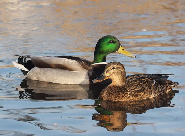 Eend op het meer — Stockfoto