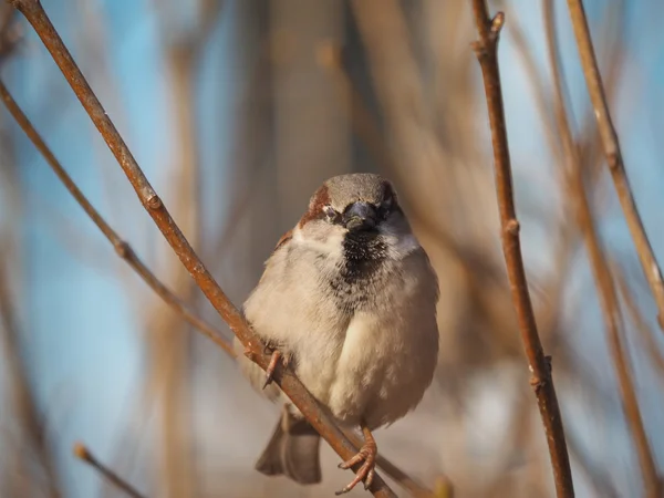 Sparrow na větvi — Stock fotografie