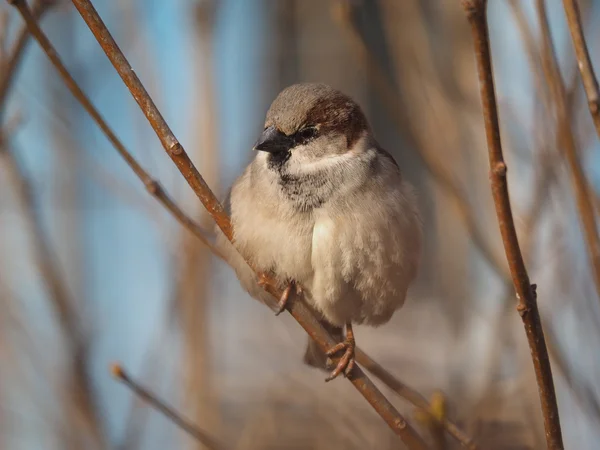 Sparrow na větvi — Stock fotografie