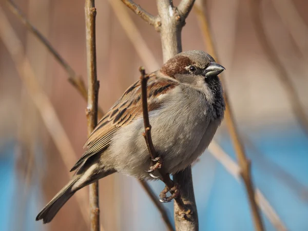 Sparrow na větvi — Stock fotografie