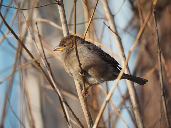 Sparrow na větvi — Stock fotografie