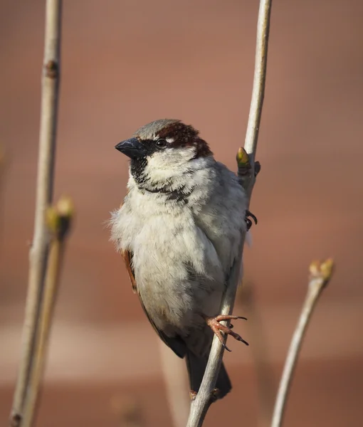 Sparrow na větvi — Stock fotografie