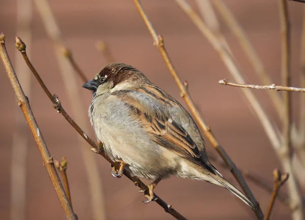 Sperling am Ast — Stockfoto