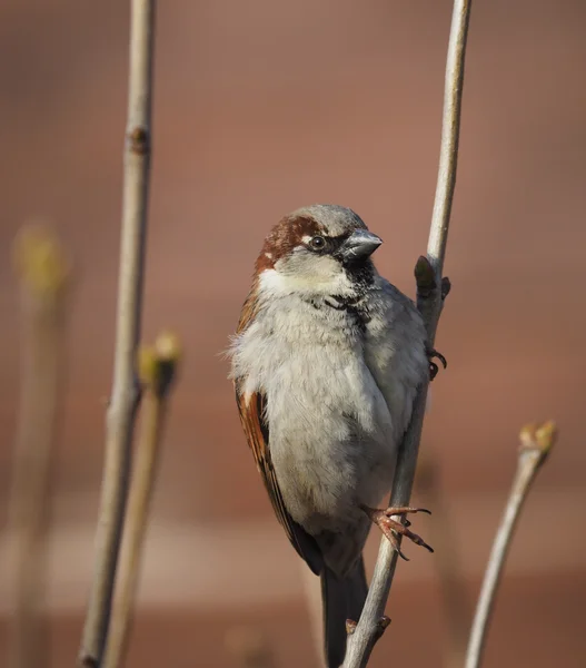 Sparrow na větvi — Stock fotografie