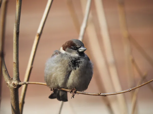 Sperling am Ast — Stockfoto