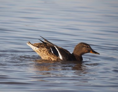 Ördek gölde yüzer