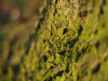Ağaç kabuğu kuru iğne falan batmazdı