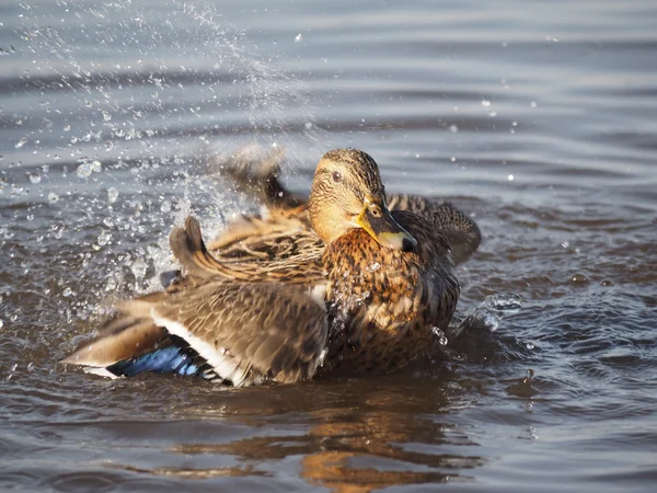 Kacsa úszik a tóban — Stock Fotó