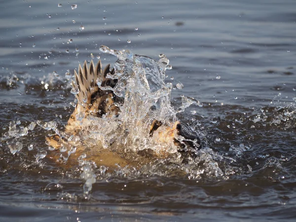 Качка плаває в озері — стокове фото