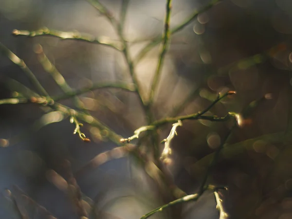 ブルーベリーの小枝 — ストック写真