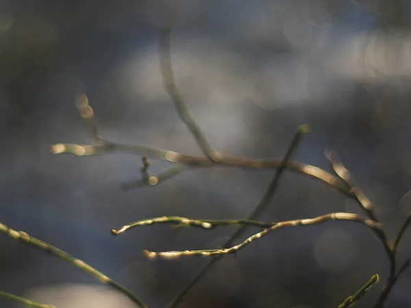 Větvičky borůvky — Stock fotografie