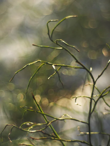ブルーベリーの小枝 — ストック写真