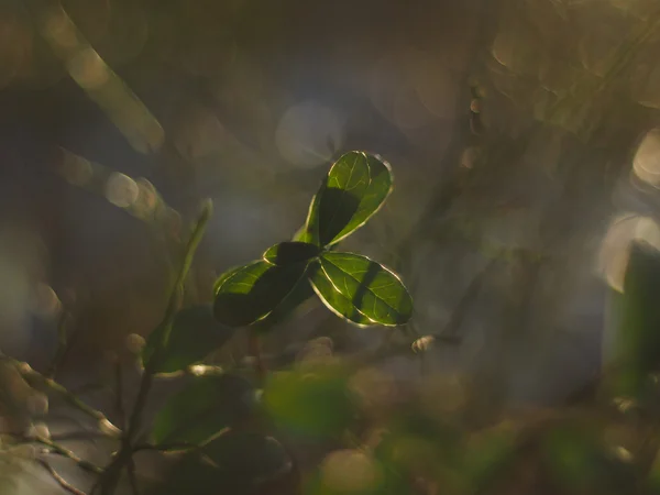 Ramitas de arándano —  Fotos de Stock