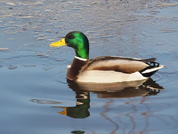 Canard sur le lac — Photo