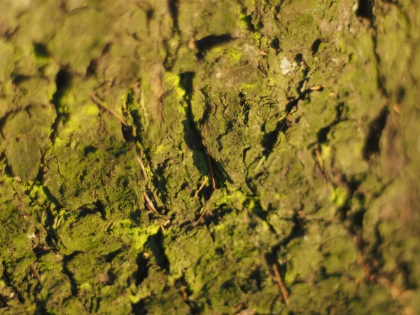 Gedroogde naalden op schors — Stockfoto