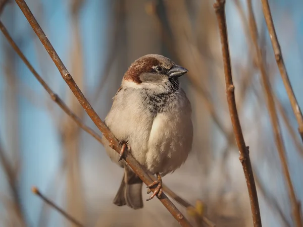 Sparrow na větvi — Stock fotografie