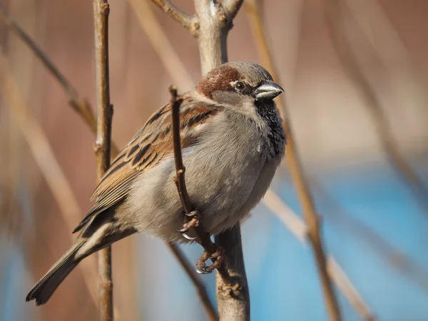 Sparrow na větvi — Stock fotografie