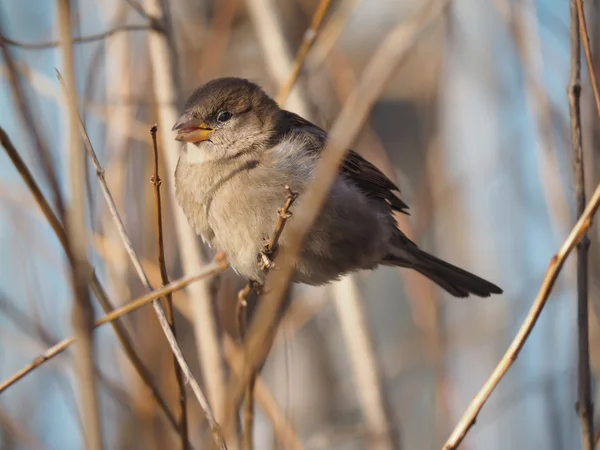 Sparrow na větvi — Stock fotografie