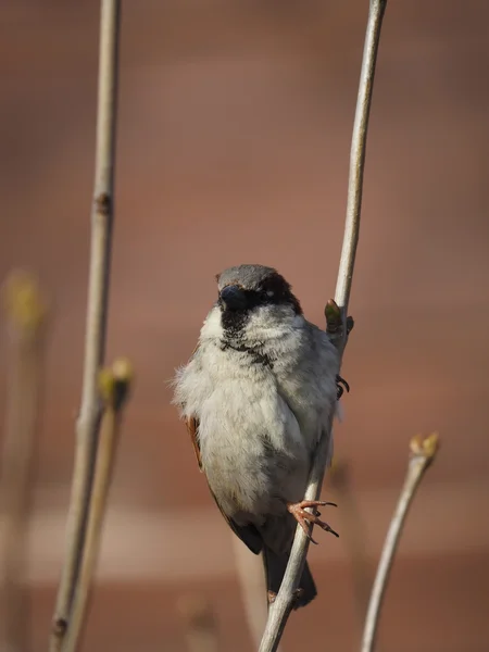 Sparrow na větvi — Stock fotografie