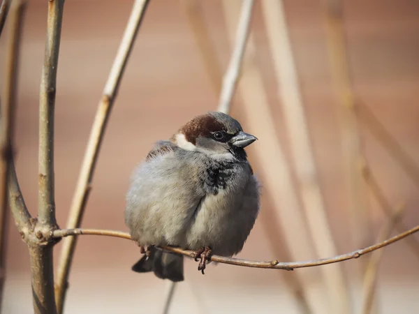 Sparrow na větvi — Stock fotografie