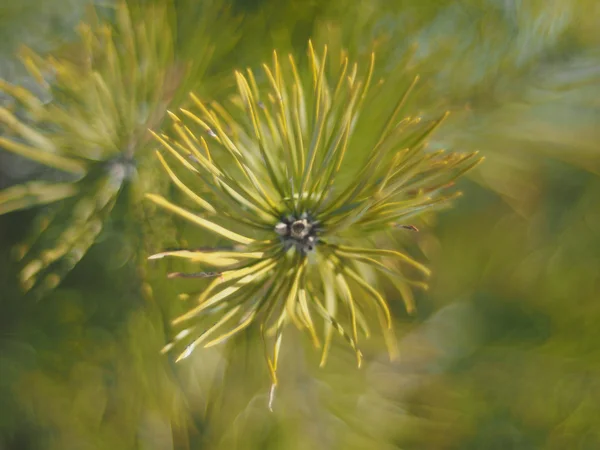 Ramita de pino en el bosque — Foto de Stock