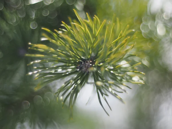 Sprig of pine in the forest — Stock Photo, Image