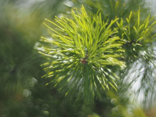 フォレスト内の松の小枝 — ストック写真