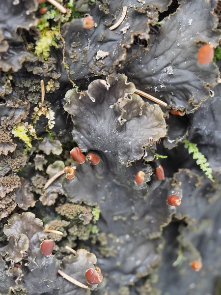 Mousses et lichens sur les arbres — Photo