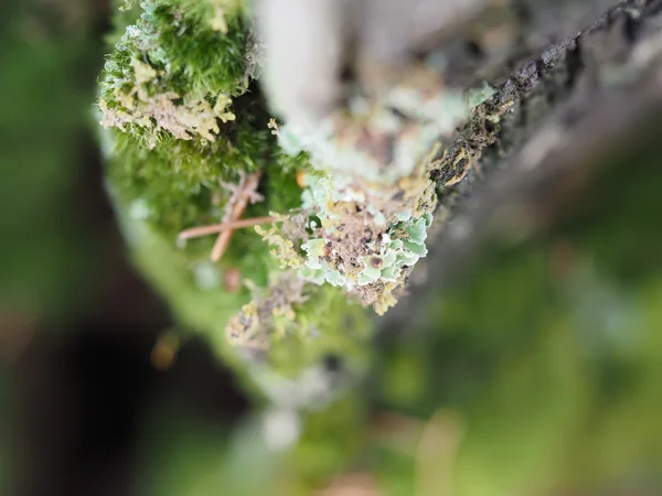 Mosses and lichens on tree — Stock Photo, Image