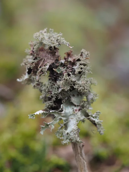 Mosses and lichens on tree — Stock Photo, Image