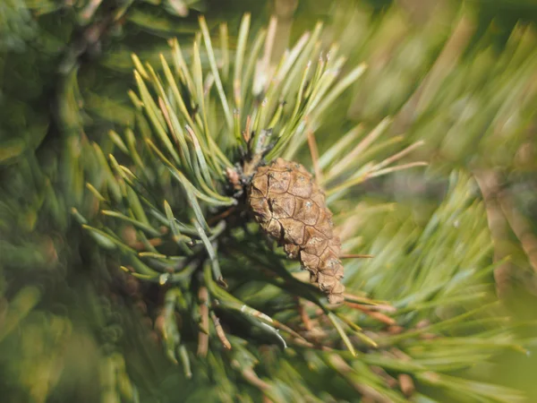 Takje van dennen in het bos — Stockfoto