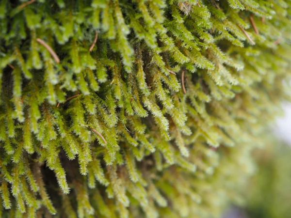 Mosses and lichens on tree — Stock Photo, Image