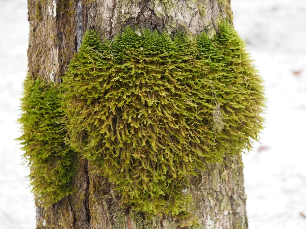 Musgos y líquenes en el árbol —  Fotos de Stock