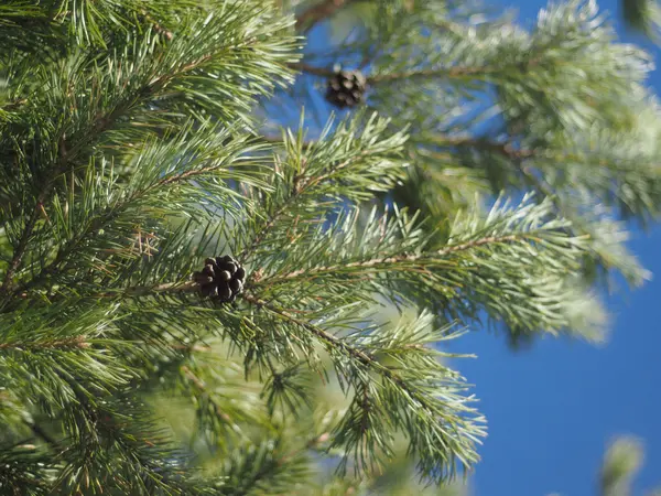 Větvička borovice v lese — Stock fotografie